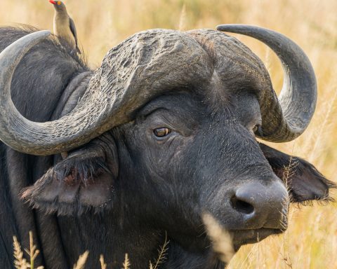 US Hunter Gored to Death by Buffalo in Limpopo