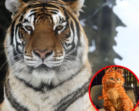 Denmark Zoo Pet Donation Raises Debate