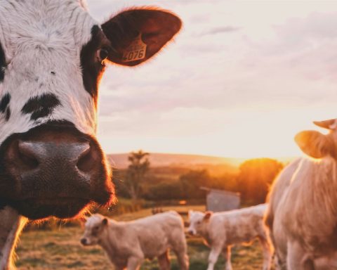 Foot and Mouth Disease Outbreak Sparks Urgent Action