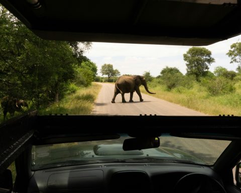 Kruger National Park Renaming Backed by Mpumalanga