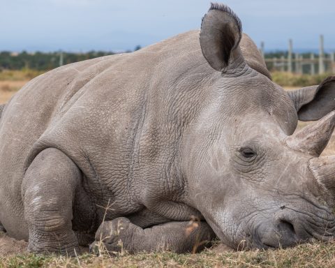 Northern White Rhino: Gene Editing Four-Year Plan