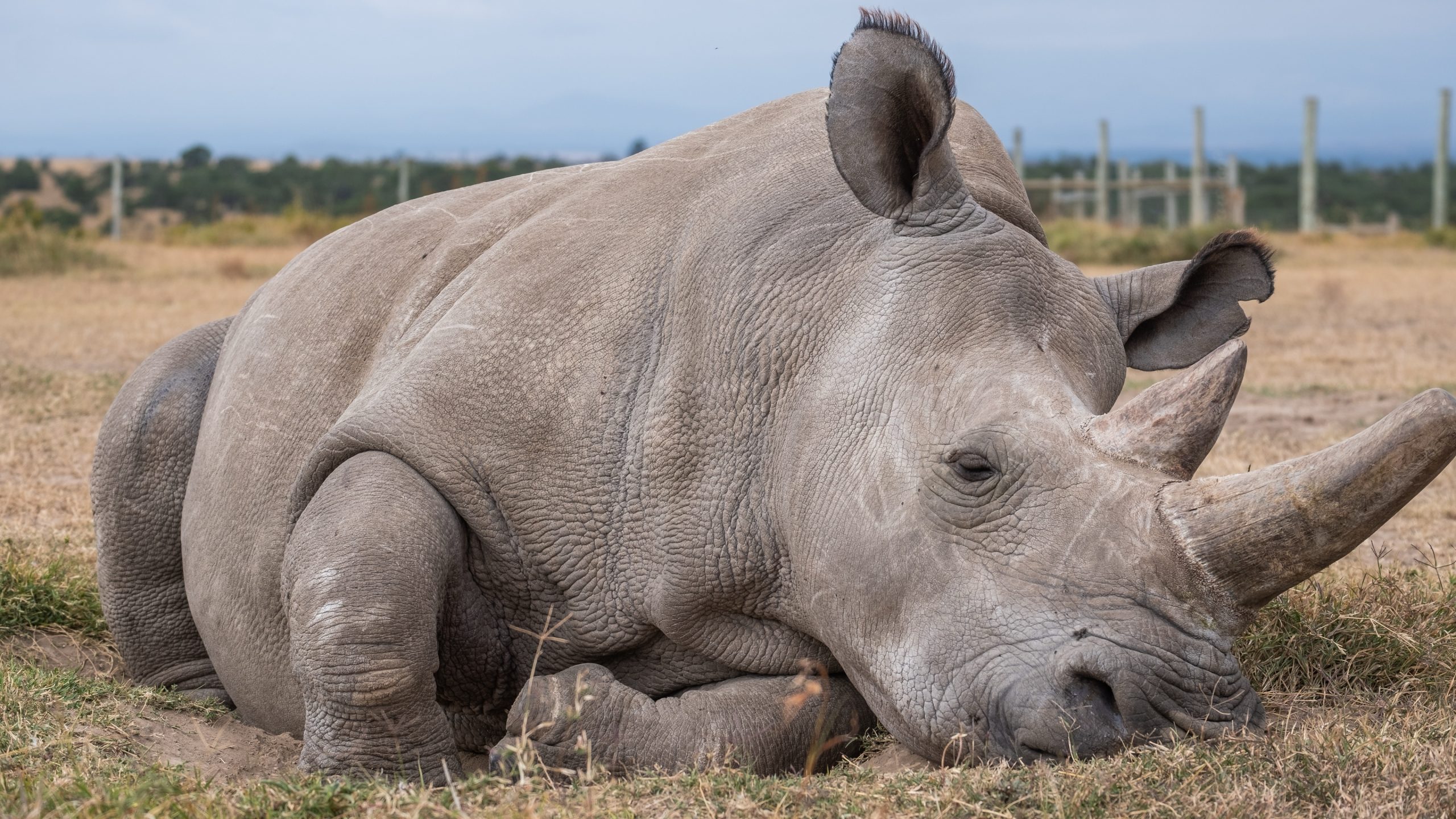 Northern White Rhino: Gene Editing Four-Year Plan