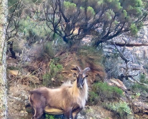 Himalayan Tahr Table Mountain Sightings Spark Debate
